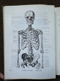 【艺用人体解剖｜英文原版｜精装本｜Anatomy】艺术人体结构与形态骨骼肌肉图鉴图解速写素描An Atlas of Anatomy for Artists