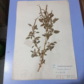 【A158】八十年代中国科学院南京植物研究所植物标本，8开大小，有植物名、产地、采集人、鉴定人，采集日期，鉴定日期等详细标