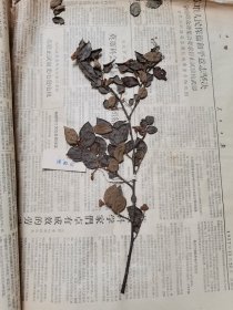 植物标本，无标本台纸.50327-107