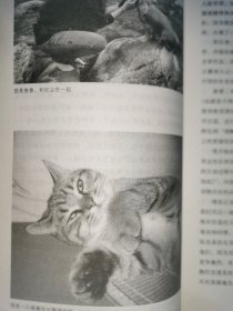 宠物记：我生命中的狗狗猫猫