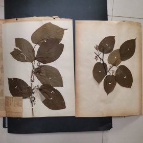 22.植物标本，8开大小 两张