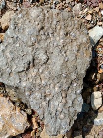 海贝壳化石