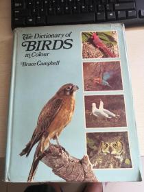 The Dictionary of BIRDS in Colour Bruce Campbell（精装）