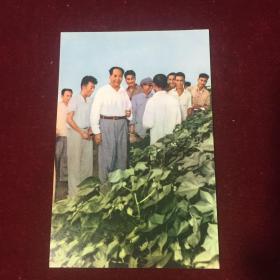 毛主席在听取吕书墨汇报“红旗试验田”棉花管理情况