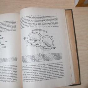 DIE ROLLE DER EINZELNEN LABYRINTHREZEPTOREN BEI DER ORIENTATION VON AUGEN UND KOPF IM RAUME