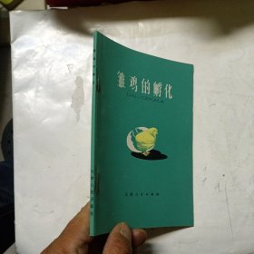 雏鸡的孵化