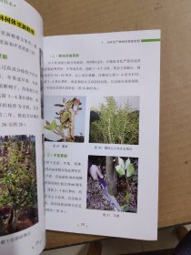 油茶树整形修剪实用技术