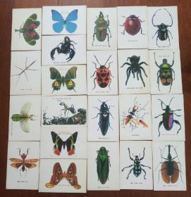 昆虫知识-图片
