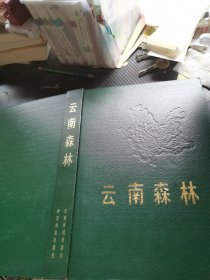 云南森林