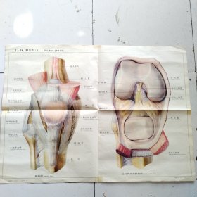 人体解剖挂图 1 骨及骨连结 <1-26膝关节＞全开