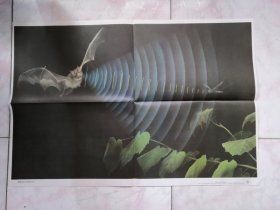 蝙蝠回声定位捕捉昆虫