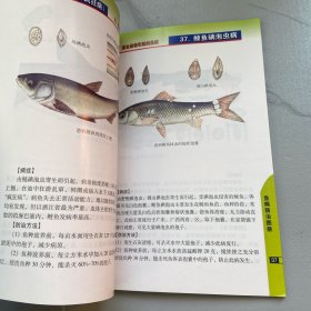 鱼病防治图册