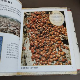 可怕的动物：蜘蛛蝎子和昆虫，老鼠，鳍足动物，集群动物（四本合售）