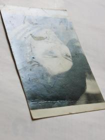 何莉莉，黑白照片一张。。邵氏“新十二金钗”之一，1946年出生于江苏南京，祖籍安徽庐江，幼年移居台湾。1965年被导演袁秋枫发掘，参与电影《兰屿之歌》，正式投身娱乐圈。同年加入邵氏电影公司。曾出演电影《文素臣》《十四女英豪》《爱奴》，引起国际影坛注目。正当何莉莉事业如日方中之际，她却选择退出影圈下嫁船运业巨子赵世光，从此息影。。