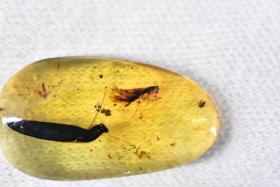 《虫珀》天然琥珀一颗 琥珀天然非人工合成 在紫光灯下有荧光效果 重量：1克 尺寸：2.4*1.3*0.4cm 虫珀是琥珀的一种 虫珀就是琥珀内含昆虫的包裹体 相比琥珀更珍贵