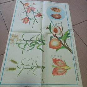 花的传粉，果实和种子的形成示意图