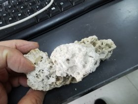 新疆帕米尔高原捡的珊瑚化石