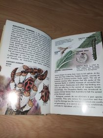 Insect Pests Zim and Fichter 英文版 精装 馆藏书 彩色版