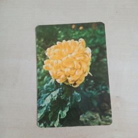 年历片1975：黄菊花   1枚