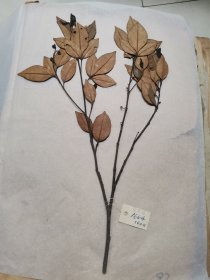 植物标本，无标本台纸.2150527-93