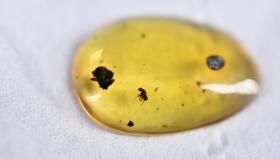 《虫珀》天然琥珀一颗 琥珀天然非人工合成 在紫光灯下有荧光效果 重量：0.3克 尺寸：1.6*1.1*0.3cm 虫珀是琥珀的一种 虫珀就是琥珀内含昆虫的包裹体 相比琥珀更加珍贵