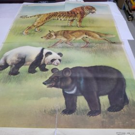 50年代年画挂图 虎 狼 黑熊 猫熊