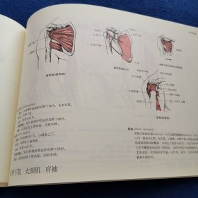 运动解剖学图谱(第3版)