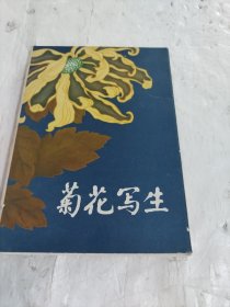 菊花写生 （全16张合售）