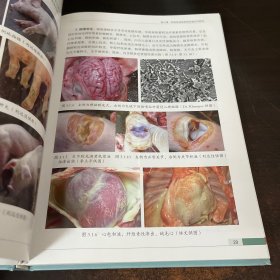 猪病类症鉴别与防控原色图谱
