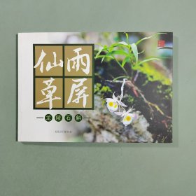 雨屏仙草——龙陵石斛