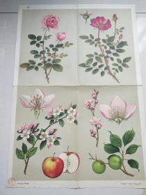 1964年 初级中学课本 植物学教学挂图 被子植物 蔷薇科 袁兆熊绘 （2开 全2张）