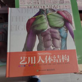 艺用人体结构