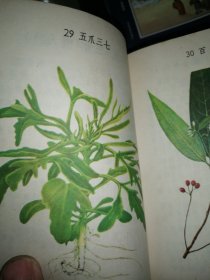 福州版彩色图谱《中草药手册》64开蓝色精装厚册