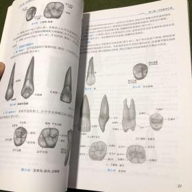 卫生部“十二五”规划教材：口腔解剖生理学（第7版）（供口腔医学类专业用）