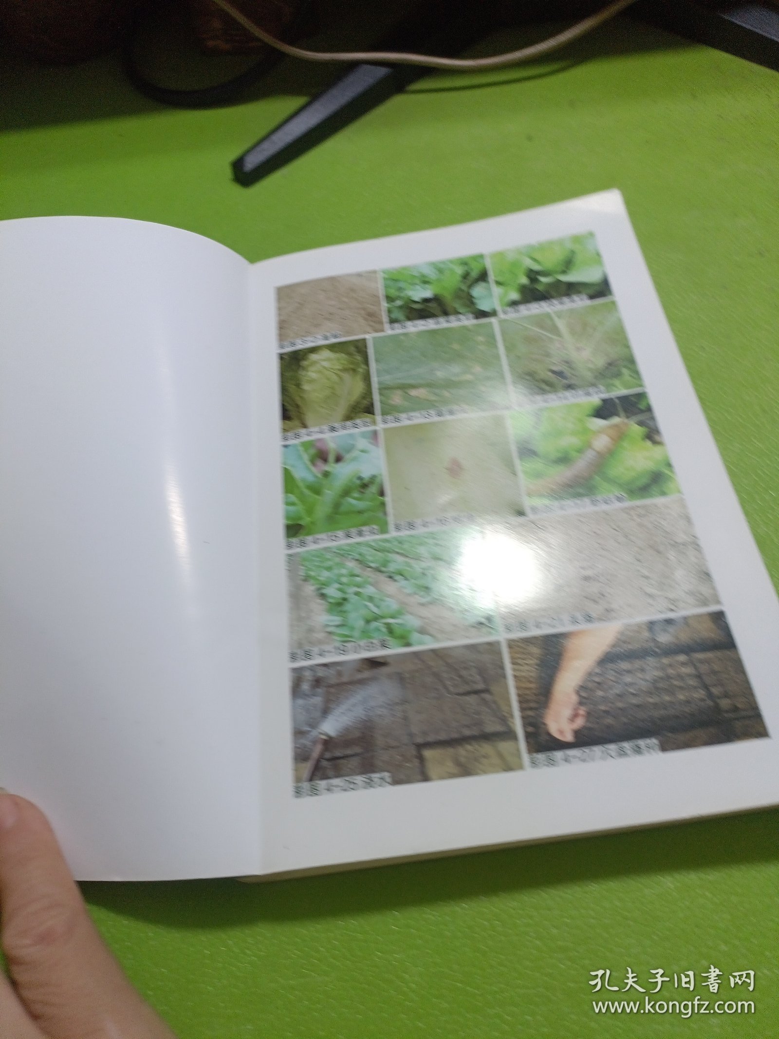 棚室蔬菜栽培图解丛书 图说棚室叶菜类蔬菜栽培关键技术 如图现货速发