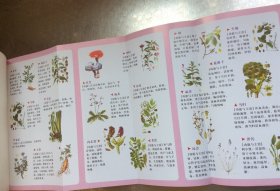 老医药：中药养生堂（中医药文化传播丛书）附赠中草药图鉴