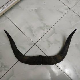 一对老黄牛角