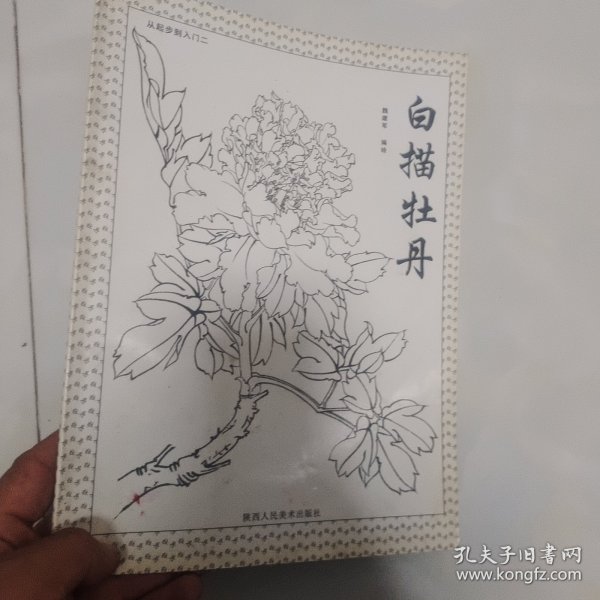 从起步到入门二 白描牡丹