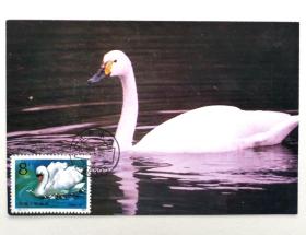 T83（4-1）《天鹅》邮票极限片1枚，片源：永修县邮电局发行摄影明信片，销1994年1月28日江西永修地名戳。