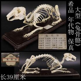 希品 日本购回《大型 年代物 保真“兔骨骼”》此件“兔骨骼”纯手工制作，制作精细，姿态优美，是喜欢收藏动物标本之佳品，尺寸：最长39CM，最高12.3CM，最宽9.8CM，共重827克