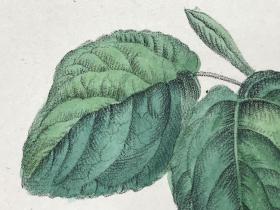 19世纪早期超大幅手工上色植物类石版画《绵毛荚蒾，黑果绣球》—水印纸印制 纸张尺寸54*40.4厘米