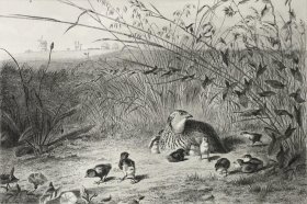 1868年钢版画《鹌鹑和她的孩子们》—法国著名鸟类画家爱德华·特拉维斯(Édouard Traviès,1809 - 1876年)作品 巴比松画派雕刻师Charles-Émile Jacque 裱贴法制作 纸张尺寸27.2*19厘米