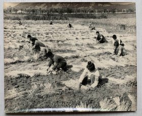 非常时期大幅照片、知青戴红卫兵袖章参加田间劳动、