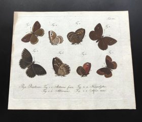 1790年手工上色铜版画《蝴蝶》，24.8*20.2cm