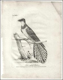 1801年铜版画《杜鹃鸟》，24.5*18.5cm
