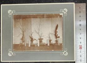 昭和时期 植物艺术照