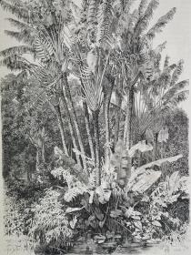 1864年木刻版画《非洲东侧热带植物groupe de ravenals》尺寸30*21.7厘米，反面有字，巴达维亚，前往马达加斯加和科摩罗群岛的探险中遇到的异国植物