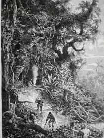 1882年木刻版画《哥伦比亚.瓜维亚雷河上游rive haute du Guaviare》尺寸30*21.7厘米，反面有字，由riou绘制