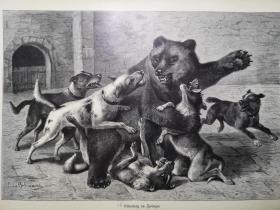 1895年大幅木刻版画《狗舍里来了闯入者bärenhatz im zwinger》尺寸41.3*28.2厘米，出自19世纪德国动物画家、雕刻家，路德维希·贝克曼Ludwig Beckmann（1822–1902）的原创作品