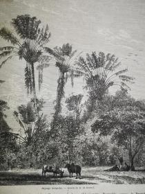 1864年木刻版画《马达加斯加风景paysage malgache》尺寸30*21.7厘米，反面有字，